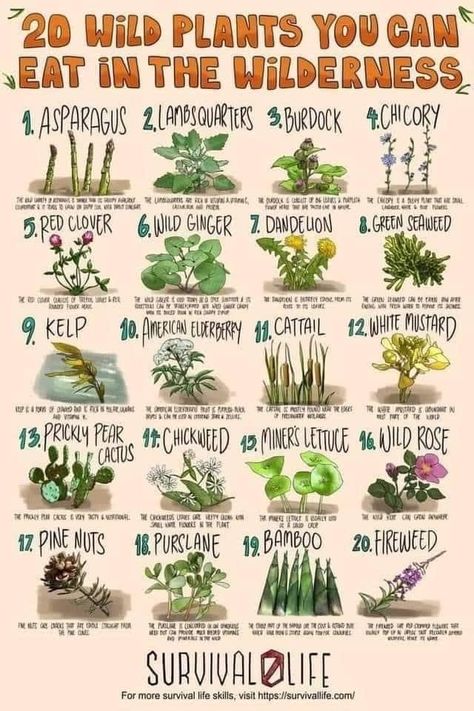 Wild Food Foraging, Edible Wild Plants, Magia Das Ervas, Wild Ginger, Food Charts, Wild Edibles, Survival Life, Wild Food, Wild Plants