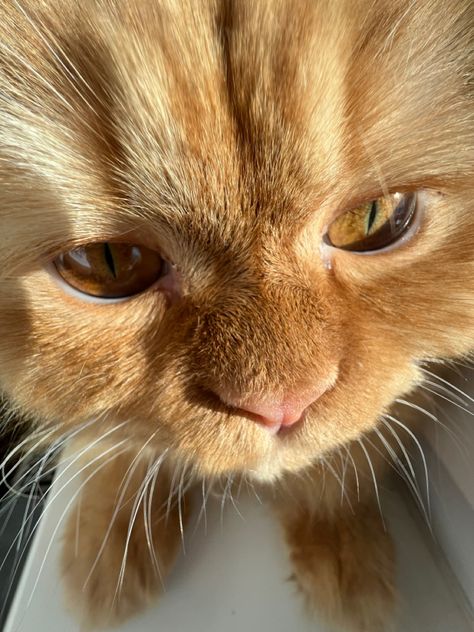 Ginger Persian Cat, Orange Persian Cat, Best Facial Hair Removal, Orange Kitten, Ginger Kitten, Orange Kittens, Ppg And Rrb, Reference Pics, Ginger Cat