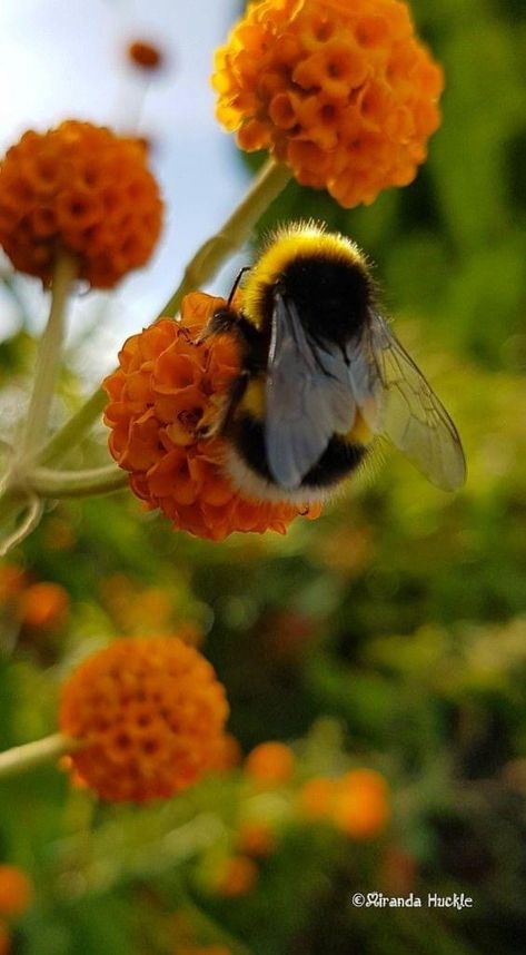 Bumble Bee Astethic, Bee Astethic, Bumblebee Aesthetic, Bumblebee Insect, Insects Photography, Bee Butts, Bee Wallpaper, Bee Pictures, Buzzy Bee