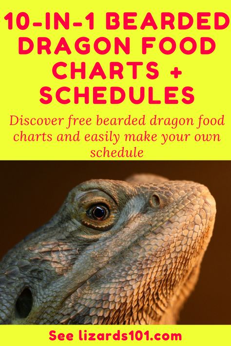 Discover free bearded dragon food charts to learn which foods are best for bearded dragons and to make your own lists of bearded dragon foods and feeding schedules! #beardeddragonfeedingschedules #beardeddragonfoodlist #babybeardeddragonfoodlist #juvenilebeardeddragonfoodlist #beardeddragonfoods #listofbeardeddragonfood #beardeddragonvegetables #beardeddragondietfood #whatcanifeedmybeardeddragon #whatcanabeardeddragoneat #whatdoesabeardeddragoneat #beardeddragonstaplefoods Bearded Dragon Feeding Guide, Bearded Dragon Meal Plan, Bearded Dragon Foods, Bearded Dragon Food Schedule, Safe Foods For Bearded Dragons, Bearded Dragon Meal Prep, Bearded Dragon Schedule, Bearded Dragon Feeding Chart, Bearded Dragon Food Chart