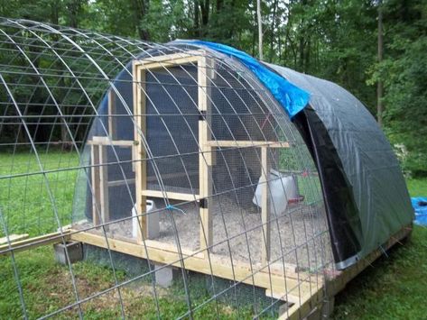 Need a simple COOP idea - Quick !!! | Page 2 | BackYard Chickens - Learn How to Raise Chickens Arched Chicken Run, Cattle Panel Coop, Cattle Panel Chicken Coop, Sheep Shelter, Easy Chicken Coop, Duck Coop, Cattle Panels, How To Raise Chickens, Chicken Coup