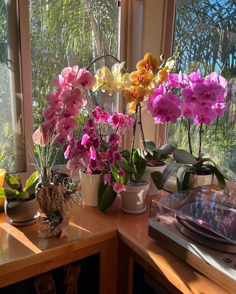 Flowers For Apartments, Orchids In Bedroom, Orchid In Bedroom, Hanging Orchids Indoors, Orchids Aesthetic, Orchid Aesthetic, Orchid Decoration, Orchid Room, Boquette Flowers