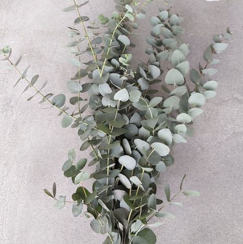 Large Vase Arrangements, Eucalyptus Arrangement, Eucalyptus Cinerea, Brunch Decor, Fresh Eucalyptus, Australian Native Plants, Cut Flower Garden, Eucalyptus Wedding, Vase Arrangements