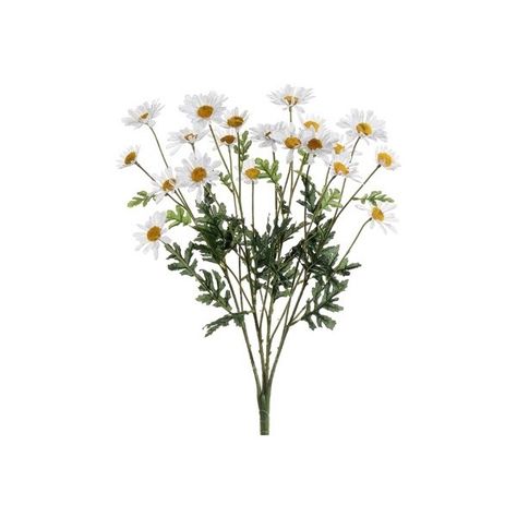 wild daisy bouquet | Nature | Pinterest ❤ liked on Polyvore featuring home, home decor, floral decor, fillers, flowers, plants, nature, backgrounds, embellishment and magazine Backgrounds Flowers, Wild Daisy, Daisy Bouquet, Plants Flowers, Flowers Plants, Nature Backgrounds, Flowers Nature, Home Home, Floral Decor