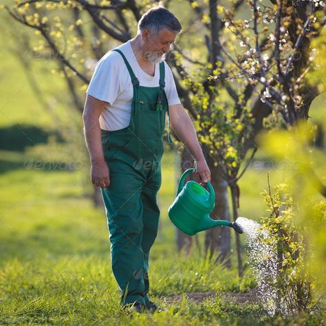 watering orchard/garden - portrait of a senior man gardening in by lightpoet. watering orchard/garden – portrait of a senior man gardening in his garden (color toned image)#portrait, #senior, #garden, #watering Man Gardening, Garden Portrait, Garden Orchard, Figure Drawing Practice, Gardening Photography, Orchard Garden, New Zealand Landscape, Garden Watering, Gardening Outfit