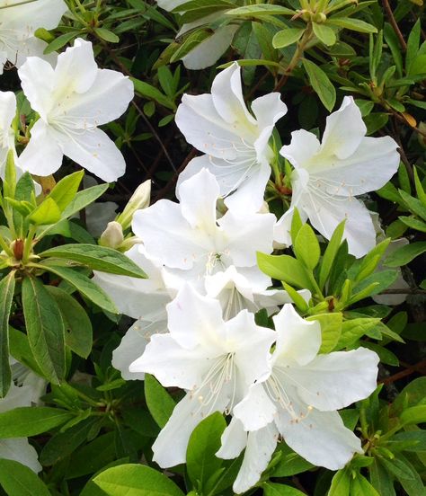 White azalea White Azalea, Zurich, Paint, Plants, Flowers, White, Kawaii