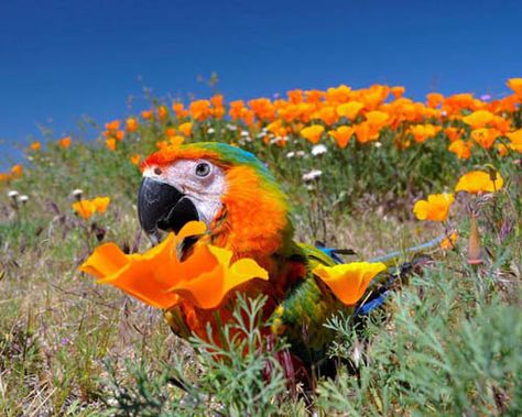 pretty Crazy Bird, Parrot Bird, Pretty Animals, Pretty Birds, Cute Birds, Animal Photo, Photo Contest, Animals Friends, Love Birds