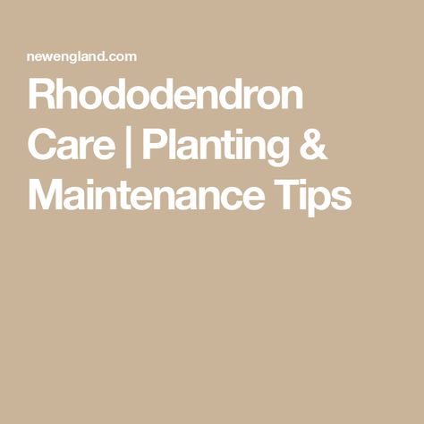 Rhododendron Care | Planting & Maintenance Tips Rhododendron Care, Rhododendron Plant, Plant Maintenance, Flowering Shrubs, Easy Steps, Garden Landscaping, Planting, Landscaping, Plants