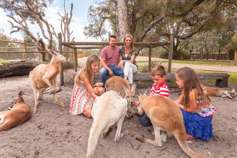 Meet the locals @ Caverhsam Wildlife Park Caversham Wildlife Park, Margaret River, Australian Wildlife, Wildlife Park, Perth Australia, History Teachers, Australia Travel, Tasmania, Western Australia