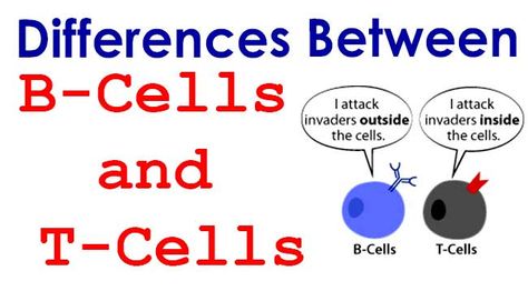 Differences Between B-Cells and T-Cells. T cells and B cells are the major cellular components of the adaptive immune response. T cells are involved in cell-mediated immunity, whereas B cells are primarily responsible for humoral immunity. B Cells And T Cells, Build Immunity, T Cells, Immunity Boost, Nursing Mnemonics, Pharmacy School, B Cell, Medical Laboratory Science, Nursing School Notes