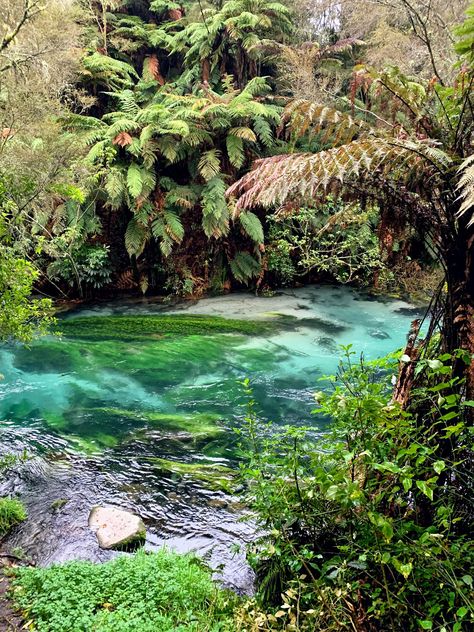 Nature Landscape Pictures, Concept Plan, Mother Gaia, Deep Jungle, New Zealand Trip, New Zealand Travel Guide, New Zealand Adventure, Nz Travel, Jungle Forest