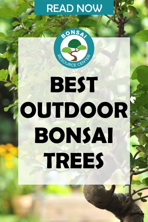 Big Bonsai Tree, Outdoor Bonsai Tree, Garden Bonsai Tree, Tree Types, Bonsai Pruning, Bonsai Tree Types, Bonsai Care, Bonsai Soil, Gardening Inspiration