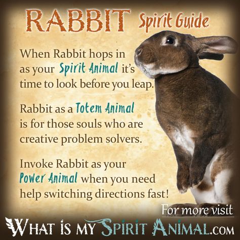 Rabbit Spirit Totem Power Animal Symbolism Meaning 1200x1200 Rabbit Symbolism, Rabbit Totem, Animal Totem Spirit Guides, Symbolism Meaning, Spirit Animal Meaning, Dead Animals, Native American Totem, Animal Meanings, Spirit Animal Totem