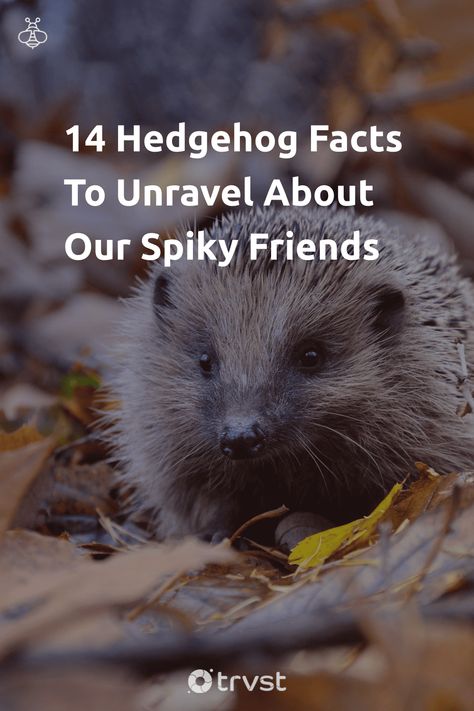 "14 Hedgehog Facts To Unravel About Our Spiky Friends"- Unravel the spiky world of Hedgehog Facts that talks about their armor, behaviors, and habitats. Also, learn about them in popular culture, their conservation status and their resistance to snake venom. Whether you are a pet owner or just an animal... #trvst #facts #biodiversity #conservation #animal #planet #nature #earth #changetheworld #mothernature #biology #climatechange #thinkgreen Hedgehog Facts, Hedgehog Care, Biodiversity Conservation, Micro Organisms, Baby Hedgehog, Snake Venom, Animal Behavior, Pet Owner, Animal Planet