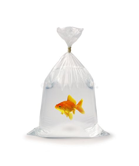 Goldfish In Plastic Bag. Goldfish in a plastic bag on a white background , #spon, #Bag, #Plastic, #Goldfish, #plastic, #background #ad Goldfish In A Bag, Object Drawing, Fish In A Bag, Weird Food, Collage Design, Gold Collection, Photo Reference, Goldfish, Art Reference Photos