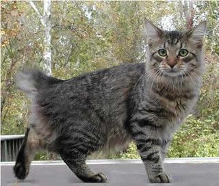 American Bobtail cats | dbbruce2004 | Flickr Cymric, American Bobtail Cat, Warrior Cat Names, Polydactyl Cat, Laperm, Manx Cat, American Bobtail, Bobtail Cat, Ragamuffin