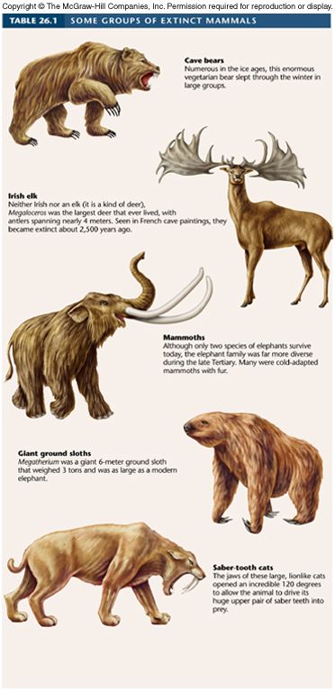 Extinct North American Animals, Animals That Are Going Extinct, Cenozoic Era Animals, Megafauna Mammals, Extinct Megafauna, Pleistocene Animals, Pleistocene Megafauna, Ice Age Animals, Extinct Mammals