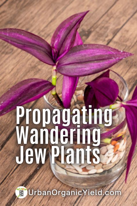 Propagating Tradescantia, Wondering Jew Plant Propagate, Inch Plant Propagation, Jew Plant Purple, Purple Jew Plant, Wandering Dude Plant, Purple Jew, Wandering Jew Plant Outdoors, Wandering Jew Planter Ideas