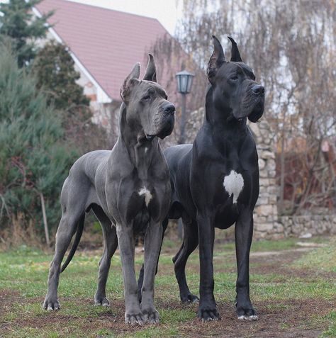 De Fionix Volhov - De Fionix Kennels - Russia Great Dane Funny, Cute Dog Costumes, Black Great Danes, Blue Great Danes, Dane Puppies, Great Dane Puppy, Dane Dog, Great Dane Dogs, Wallpaper Nature