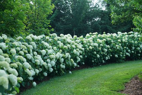 Landscape Layering, Hydrangea Hedge, Hydrangea Picture, Different Types Of Plants, Tall Ornamental Grasses, Hydrangea Tree, Hydrangea Landscaping, Smooth Hydrangea, Privacy Hedge