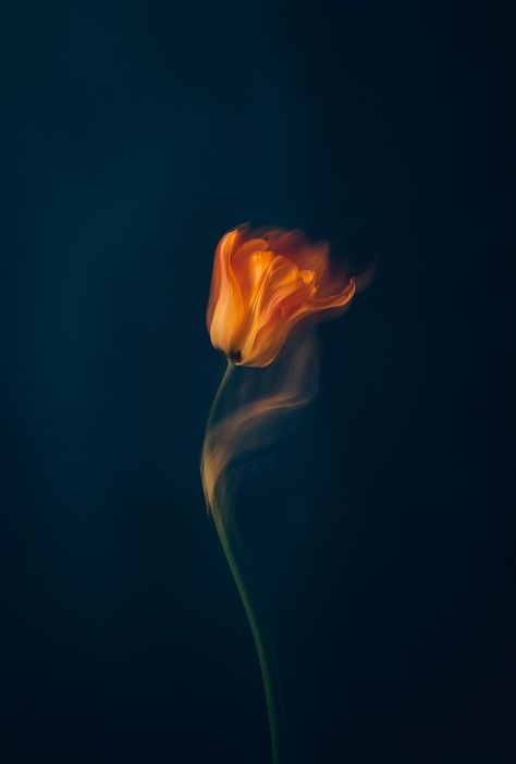 Photo Poj, Flower On Fire, Dripping Flowers, Power Ideas, Burning Flowers, Youth Center, Fire Flower, Still Life Photos, Caving