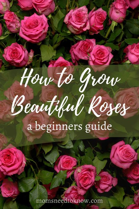 Types Of Rose Bushes, Kinds Of Roses, Rose Bush Care, How To Grow Roses, Container Roses, Rose Plant Care, Floribunda Roses, Rose Garden Design, Best Roses