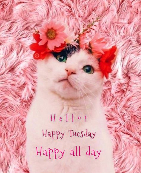 Good Morning Tuesday Good Morning Cat, Hello Tuesday, Morning Cat, Good Morning Flowers Pictures, Tuesday Morning, Good Morning Flowers, Happy Tuesday, Daily Photo, Flower Pictures