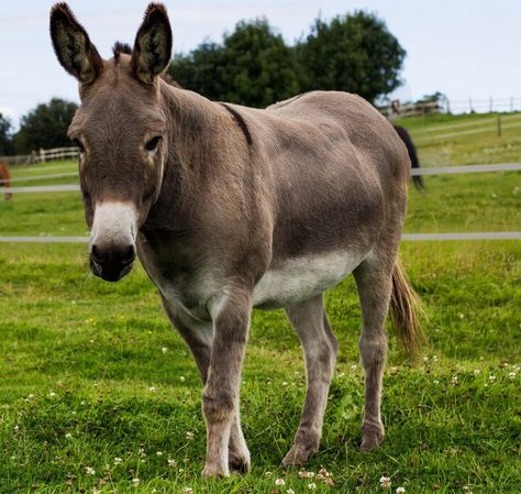 Donkey Pics, Donkey Photos, Egypt Vbs, Cute Donkey, A Present, Barbie Furniture, Donkeys, Photo To Video, Country Life