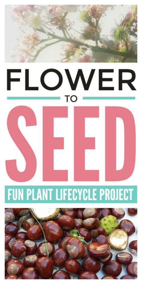 Seed activities for kids - a fun plant life cycles project to support children learning the biology and plant science of pollination through spring and fall. Suitable for homeschool and classroom lesson plans for preschool and kindergarten children and middle school students #seeds #biology #lifecycles #botany #homeschool #kindergarten #preschoolers #scienceforkids #lessonplan #eyfs Botany Homeschool, Plant Life Cycle Project, Seed Activities For Kids, Seed Activities, Plant Life Cycles, Lesson Plans For Preschool, Kindergarten Science Experiments, Tree Life Cycle, Plant Biology