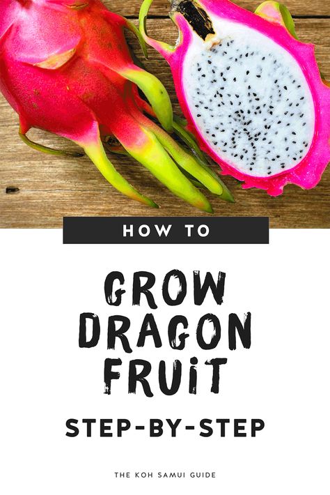 Dragon Fruit Tea Recipe, Growing Dragon Fruit, Grow Dragon Fruit, How To Grow Dragon Fruit, Dragon Fruit Tree, Dragon Fruit Cactus, Como Plantar Pitaya, Seeds Germination, Dragon Fruit Plant