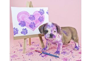 How to Make Your Own Pet-Safe Paint (4 Steps) | eHow Dog Paw Print Craft, Dog Paw Art, Dog Paw Print Art, Paw Print Crafts, Paw Print Art, Paw Painting, Paw Art, Puppy Paw Prints, Pet Paw Print