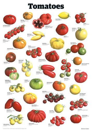 Measuring Equivalents, Educational Illustrations, Fruits And Vegetables List, Food Graphics, Herb Life, Types Of Tomatoes, Plant Varieties, Culinary Techniques, Food Infographic