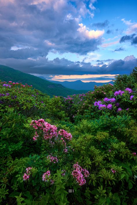 Tn Mountains, Blue Ridge Mountains Virginia, Blue Ridge Mountains North Carolina, Mother Tree, Mountain Summer, 2025 Goals, East Coast Travel, Beautiful Angels, Angels Pictures