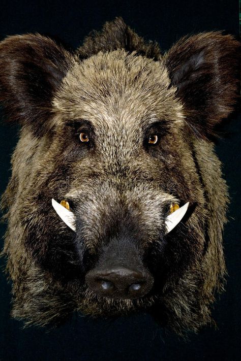 Wild boar. In black background , #Aff, #boar, #Wild, #background, #black #ad Boar Hunting, Wild Pig, Hog Hunting, Wild Hog, Boars Head, Wild Boar, Close Up Portraits, Arte Animal, Animal Photography