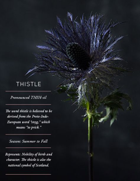 ♔ THISTLE Modern Etiquette, Coasters Design, Scrap Recycling, Dollhouse Design, Blue Thistle, Goth Garden, Thistle Design, Projects Design, Story Design