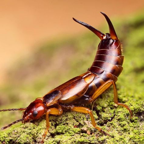 Found on all continents except for Antarctica are the nocturnal earwigs. Although not usually found within ear canals, their name comes… Earwig Tattoo, Amazing Macro Photography, Earwigs, All Continents, Rpg Ideas, Insect Collection, Animals Care, Supernatural Beings, Arthropods