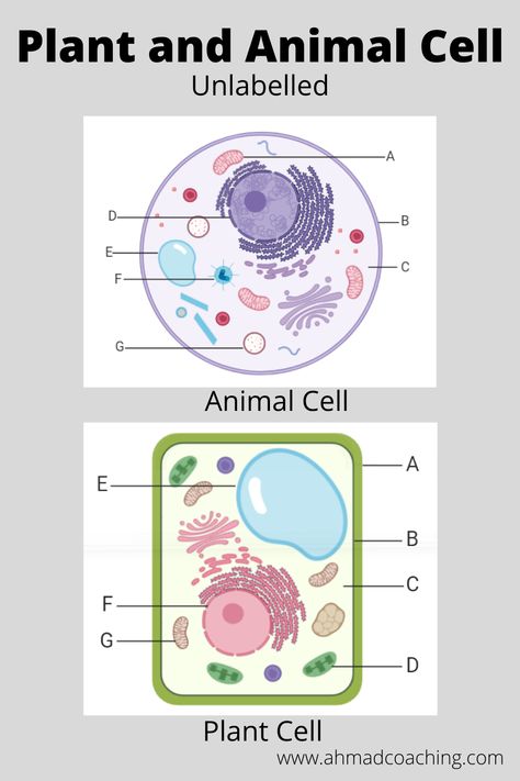 Plant and animal cell diagram-unlabellled. #worksheet #diagram #plantandanimalcell #animalcell #plantcell Plant Cell Vs Animal Cell, Human Diagram, Animal Cell Diagram, Animal Cell Drawing, Cell Poster, Plant Cell Diagram, Biology Games, Cell Diagram, Animal Cells