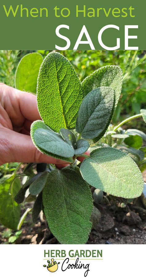 The best time to harvest sage is during its pre-flowering stage in late spring or early summer. During this phase, sage has a higher concentration of essential oils, ensuring a robust flavor and aroma. Always opt for picking sage leaves from well-established plants when you harvest. Summer Sage Recipes, Sage Plant Aesthetic, Sage Herb Uses, Harvesting Sage, Dry Sage, Sage Recipes, Sage Herb, Preserving Herbs, Sage Plant