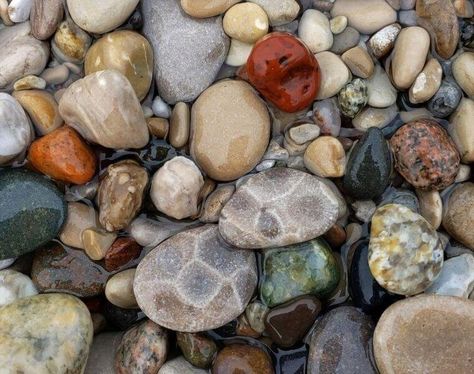 Petosky Stone, Pudding Stone, Michigan Rocks, Gem Hunt, Hunting Guide, Rock Collecting, Online Stories, Michigan Beaches, Lake Superior Agates