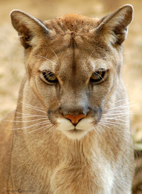 ~~Stare Down! | Mountain Lion by Melissa_A~~ Mountain Lions, Mountain Lion, Cat Family, Cheetahs, Small Cat, Large Cats, Leopards, Animal Planet, Animal Photo