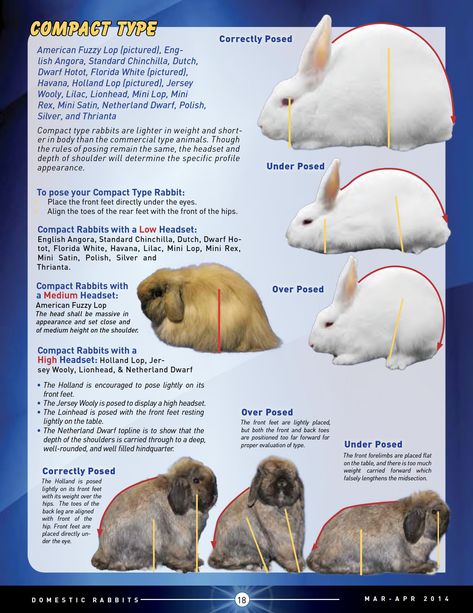 Posing and Evaluating Different Type Rabbits - ARBA American Fuzzy Lop, Mini Rex Rabbit, Diy Rabbit Cage, Rabbit Pose, Show Rabbits, Diy Rabbit Hutch, Holland Lop Bunnies, Outdoor Rabbit Hutch, Pet Rabbits