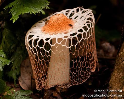 Maiden Veil Fungus Mushroom Pictures, Lichen Moss, Slime Mould, Plant Fungus, Mushroom Fungi, Wild Mushrooms, Mushroom Art, Pretty Plants, Naha