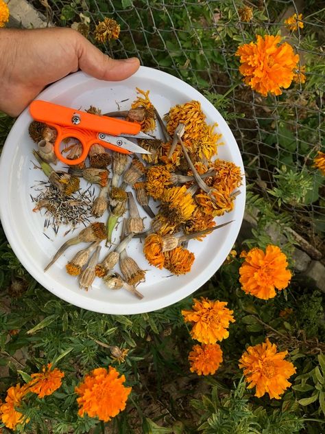 collecting african marigold seeds African Marigold, Marigold Seeds, Growing Marigolds, Marigold Flowers, Water Sprinkler, Growing Strawberries, Thriving Garden, Marigold Flower, Grow Bags