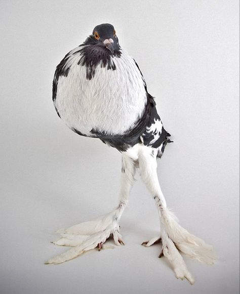 Fancy Pigeon Breeds, Pigeon Sketch, Pouter Pigeon, Pigeon Drawing, Fantail Pigeon, Fancy Pigeon, Rock Pigeon, Fancy Pigeons, Pigeon Loft Design