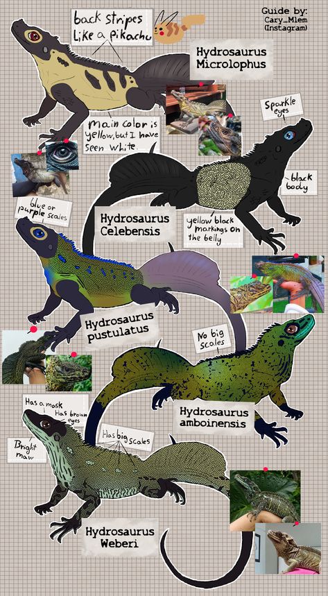 https://www.deviantart.com/carymlem/art/Sailfin-Dragon-Guide-Distinguishing-species-965347353 Sailfin Dragon, Lizard Species, Cute Lizard, Dragon Sketch, Creature Artwork, Animal Science, Paleo Art, Reptiles Pet, Creature Drawings