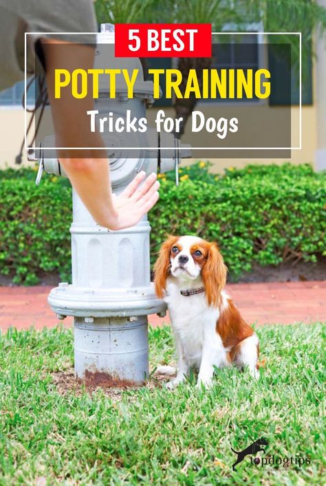 How To Potty Train, Crate Training Puppy, Dog Minding, Easiest Dogs To Train, Dog Potty Training, Potty Train, Dog Potty, Potty Training Puppy, Dog Training Advice