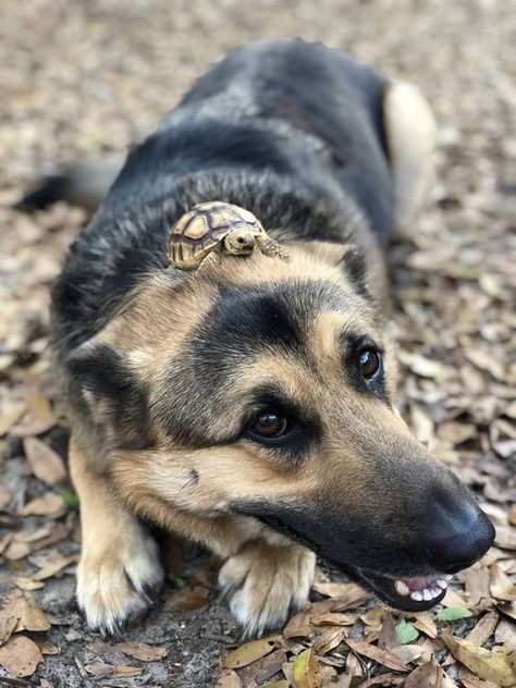 Does your dog have any unlikely pals? A Turtle, Jolie Photo, Cute Animal Pictures, Cute Creatures, Funny Animal Pictures, Animal Photo, Cute Little Animals, Animal Memes, Cute Funny Animals