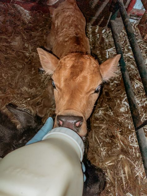 Swift And Saddled, Rhett Abbott Aesthetic, Swift And Saddled Lyla Sage, Swift And Saddled Lyla Sage Aesthetic, Saddle Aesthetic, Blue Collar Aesthetic, Bottle Calf, Ranch Aesthetic, Jersey Cow Milk