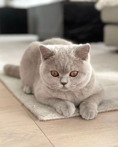 Cut Cat, Exotic Cats, British Shorthair Cats, Pretty Animals, Baby Kittens, Silly Animals, Fluffy Animals, British Shorthair, Cute Animal Photos