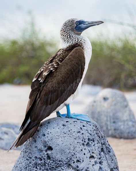 Blue Footed Bird, Blue Footed Booby Birds, Sula Nebouxii, Booby Bird, Rooster Painting, Tropical Animals, Exotic Bird, Most Beautiful Birds, Rare Birds